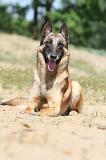 MALINOIS 755